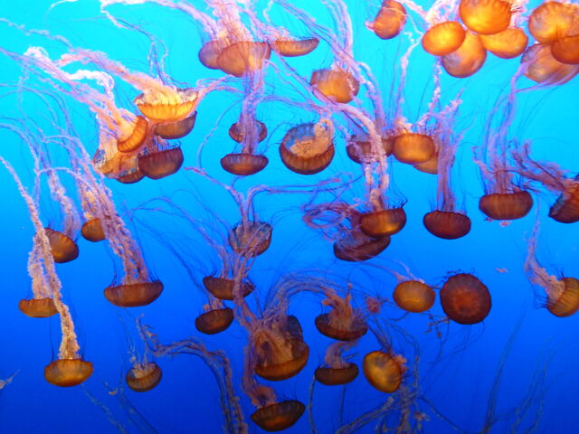 File:Lots of Jellyfish.jpg