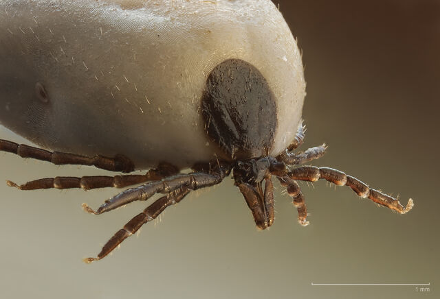 File:Ticks.jpg