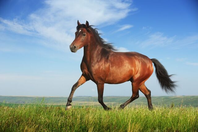 File:Horse.jpg