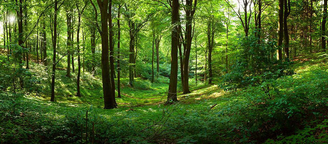 File:Forest.jpg