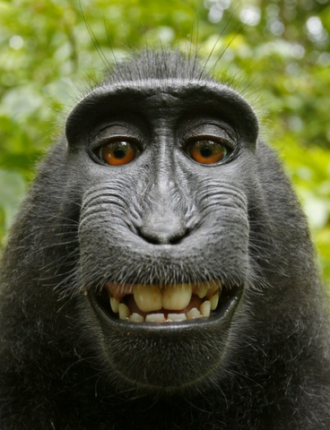 File:Ape.png