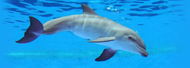File:Dolphin.jpg