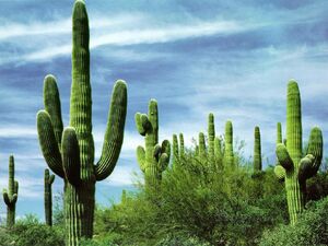Cacti