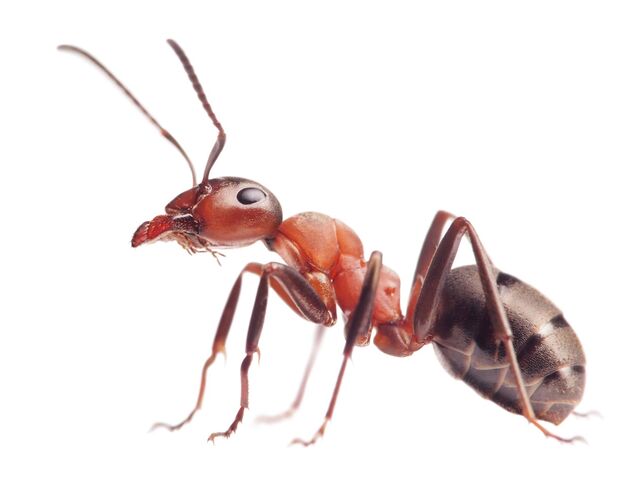 File:Ant.jpg