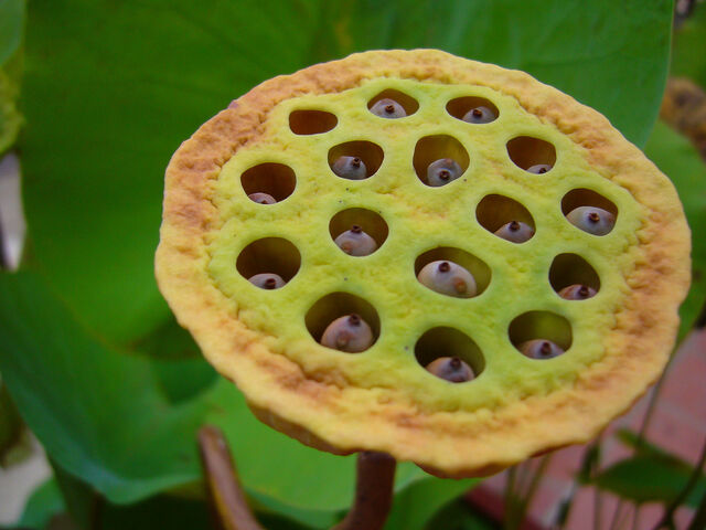 File:Trypophobia Lotus Seeds.jpg