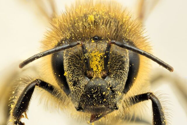 File:Honey Bee2.jpg