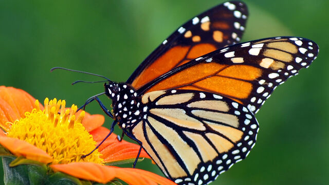 File:Monarch Butterfly.jpg