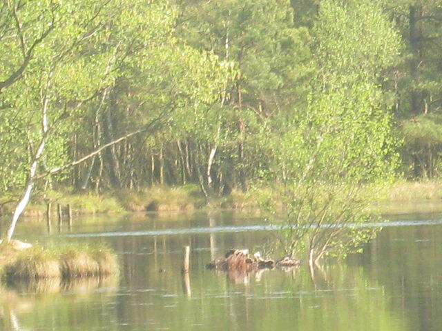 Datei:See im Naturschutzgebiet.jpg
