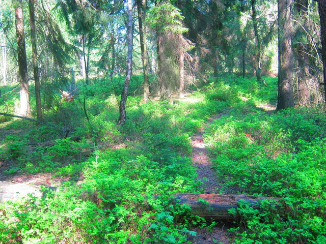 Datei:Naturschutzgebiet Wald.jpg
