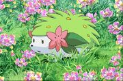 Shaymin campo flores.jpg