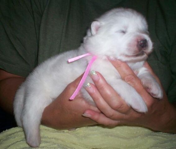 Plik:NIEDAWNO URODZONY SAMOJED.jpg