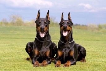 Dwa dobermany.jpg