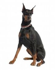 Doberman2.jpg
