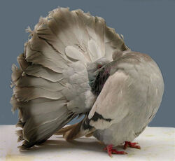 Fantailpigeon1
