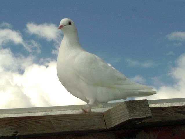 File:White homing pigeon.jpg