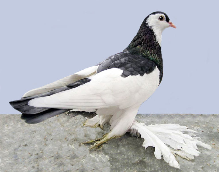 Pigeon