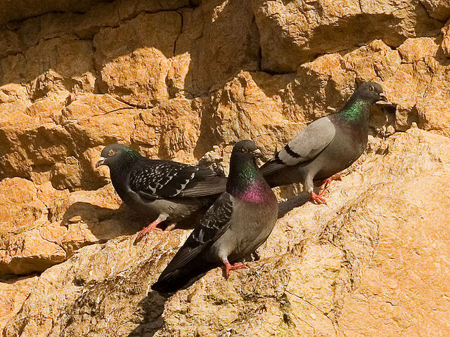 File:800px-Rock pigeons on cliffs.jpg