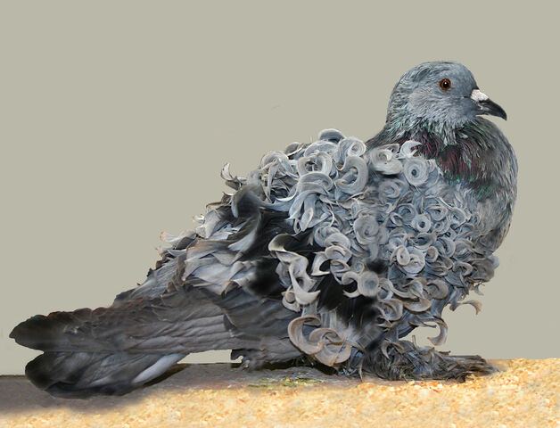 File:Frillback pigeon.jpg