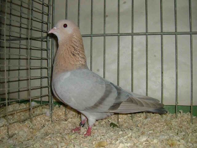 File:800px-Arabische Trommelta.jpg