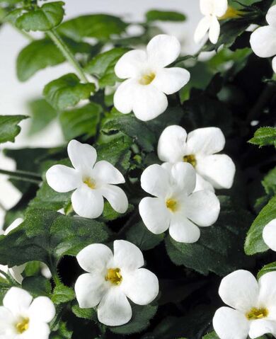 File:Pikmin flower.jpg