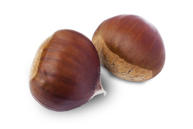 File:Sweet chestnut.jpg
