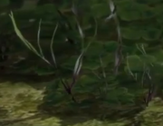 Beta Plant