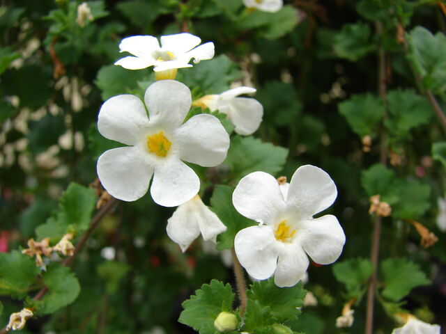 File:Starr 070906-9094 Sutera cordata.jpg