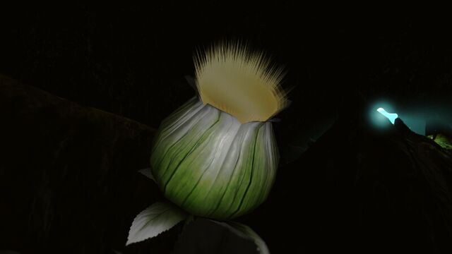 File:BloominousStemple1.jpeg