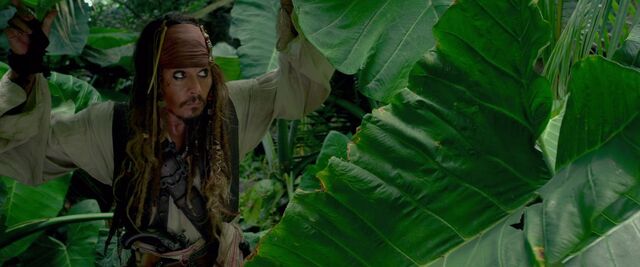 File:Jackappearingthroughleaves.jpg