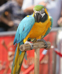 AWEPremiereParrot