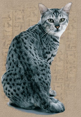 File:Egyptian mau.jpg