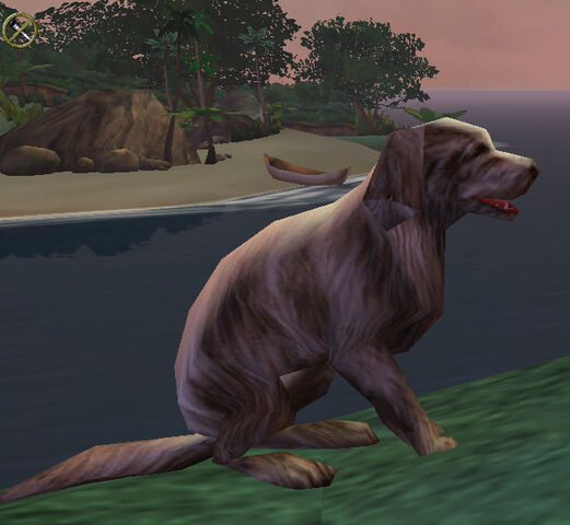 File:Dog at sunset.jpg