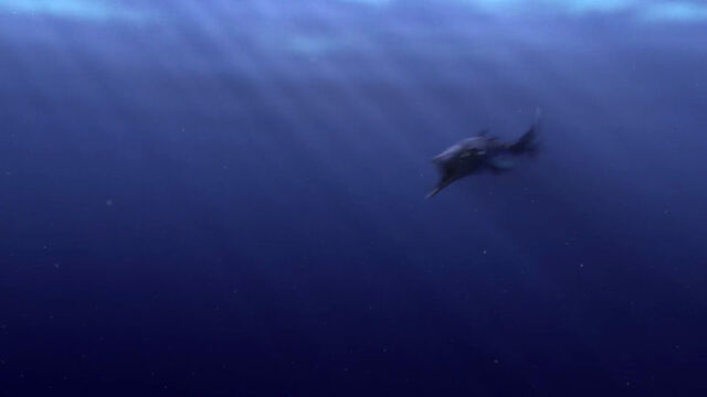 File:Finding-nemo-disneyscreencaps com-283.jpg