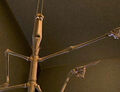 Thumbnail for version as of 21:35, November 1, 2007