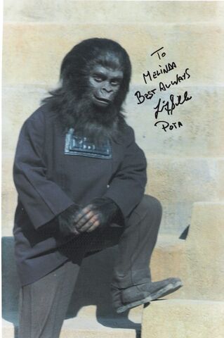 File:Gorilla Child.jpg