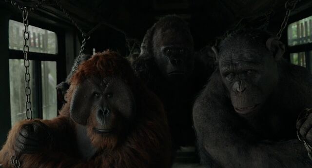 File:Caesar's followers.jpg