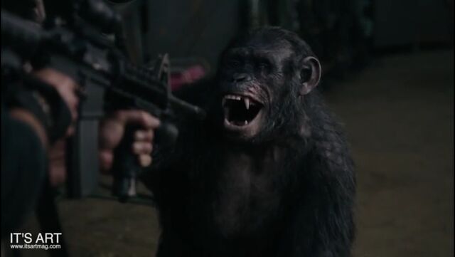 File:Koba playing dumb.jpeg