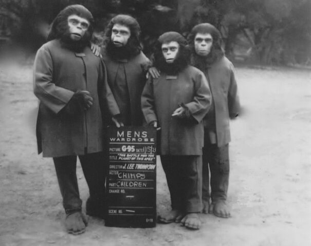 File:SillaChimp.jpg
