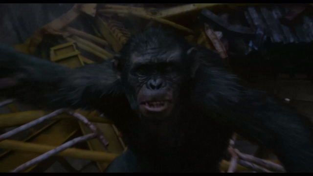 File:Koba turns to see Caesar lunge at him.png