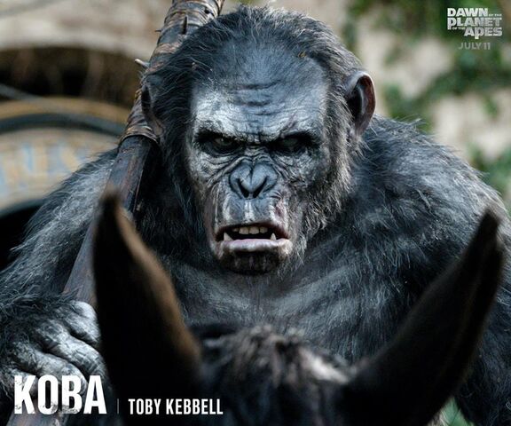 File:Koba.jpg