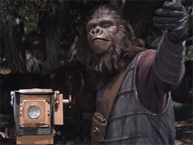 File:Gorilla Photographer.jpg