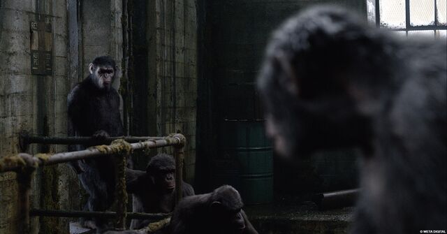 File:Caesar appears.jpeg