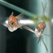 Fishy act