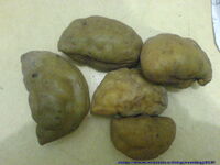 Buah katak