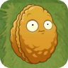 Wall-nut2