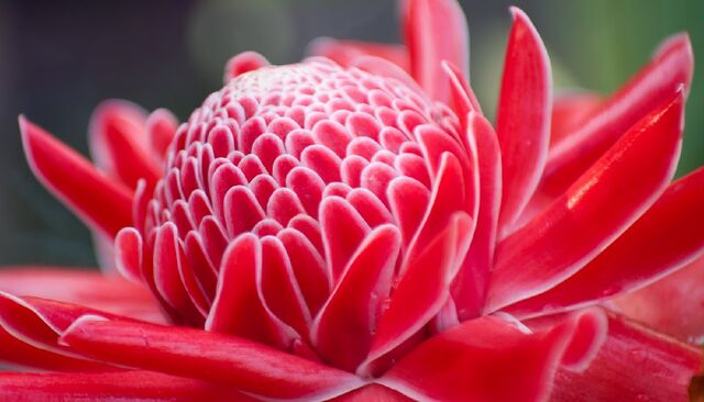 File:Torchginger.jpg