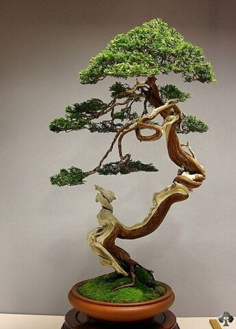 File:08-juniper-bonsai-blasco-paz.jpg