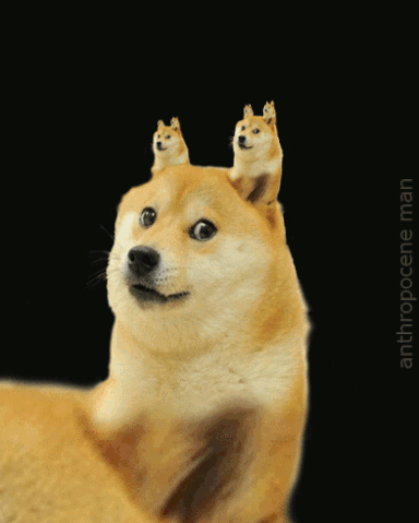 File:Doge.gif