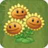 Triplet SunflowerAS