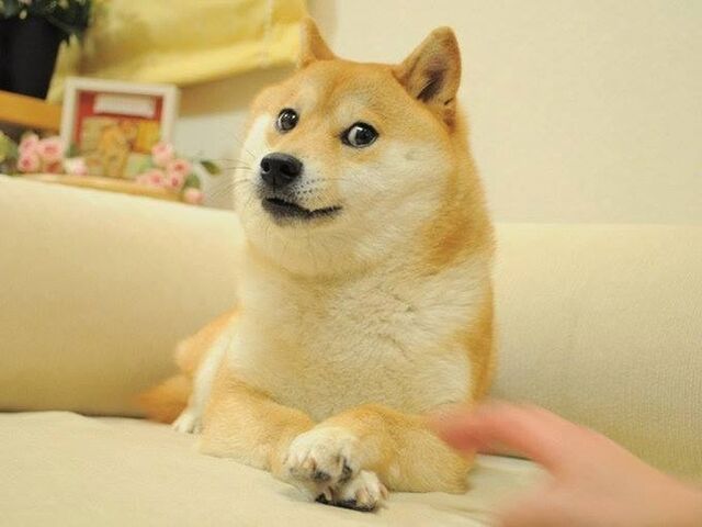 File:Dogereal.jpg